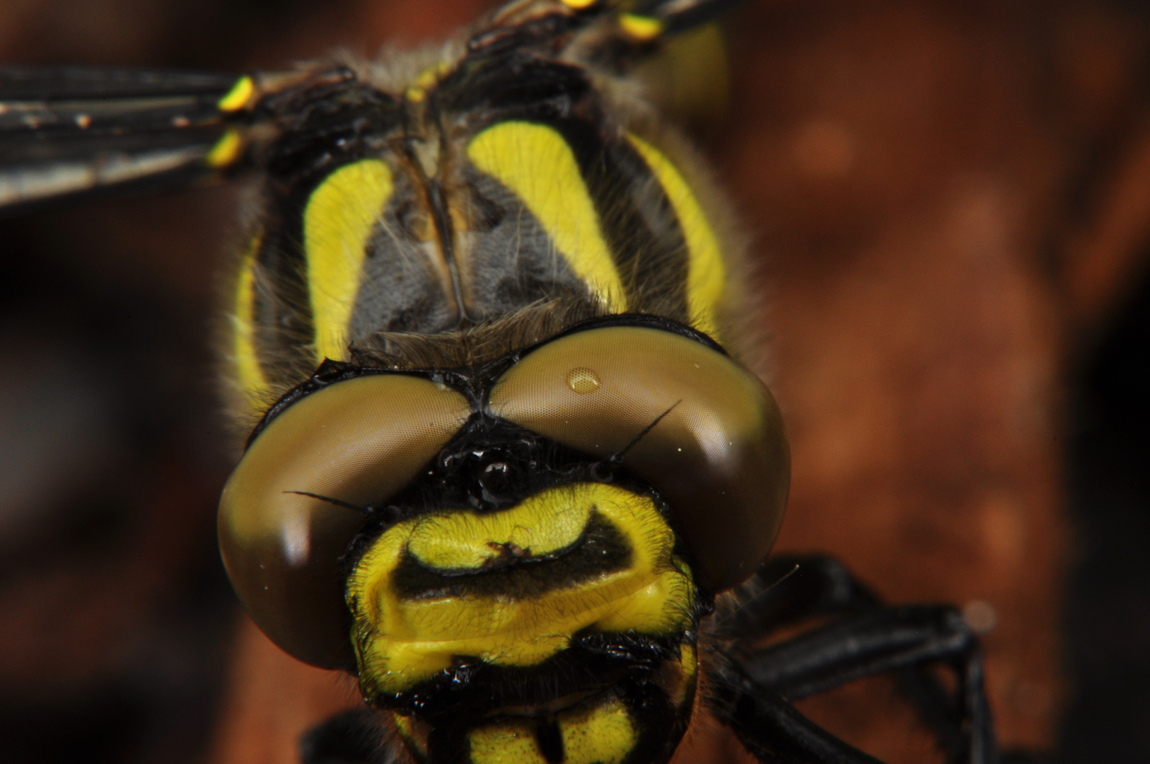 Libelle nach dem Schlupf