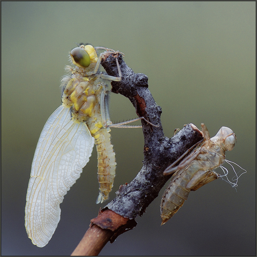 libelle nach dem schlupf