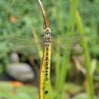 Libelle nach dem Sie geschlüpft ist.....