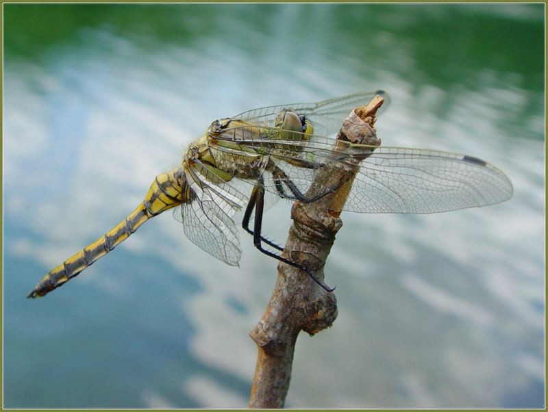 Libelle nach dem Sturm