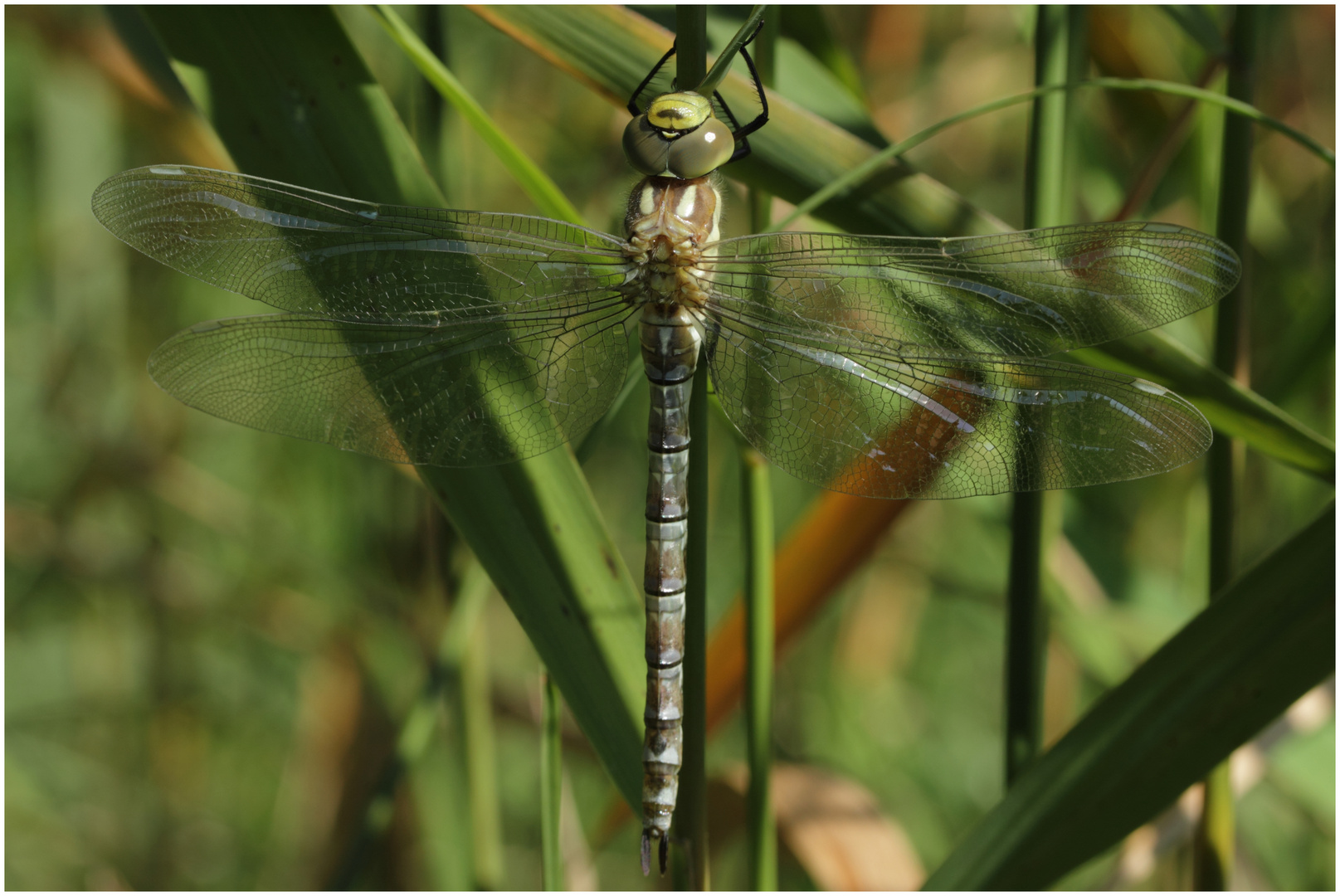 Libelle nach Erstflug