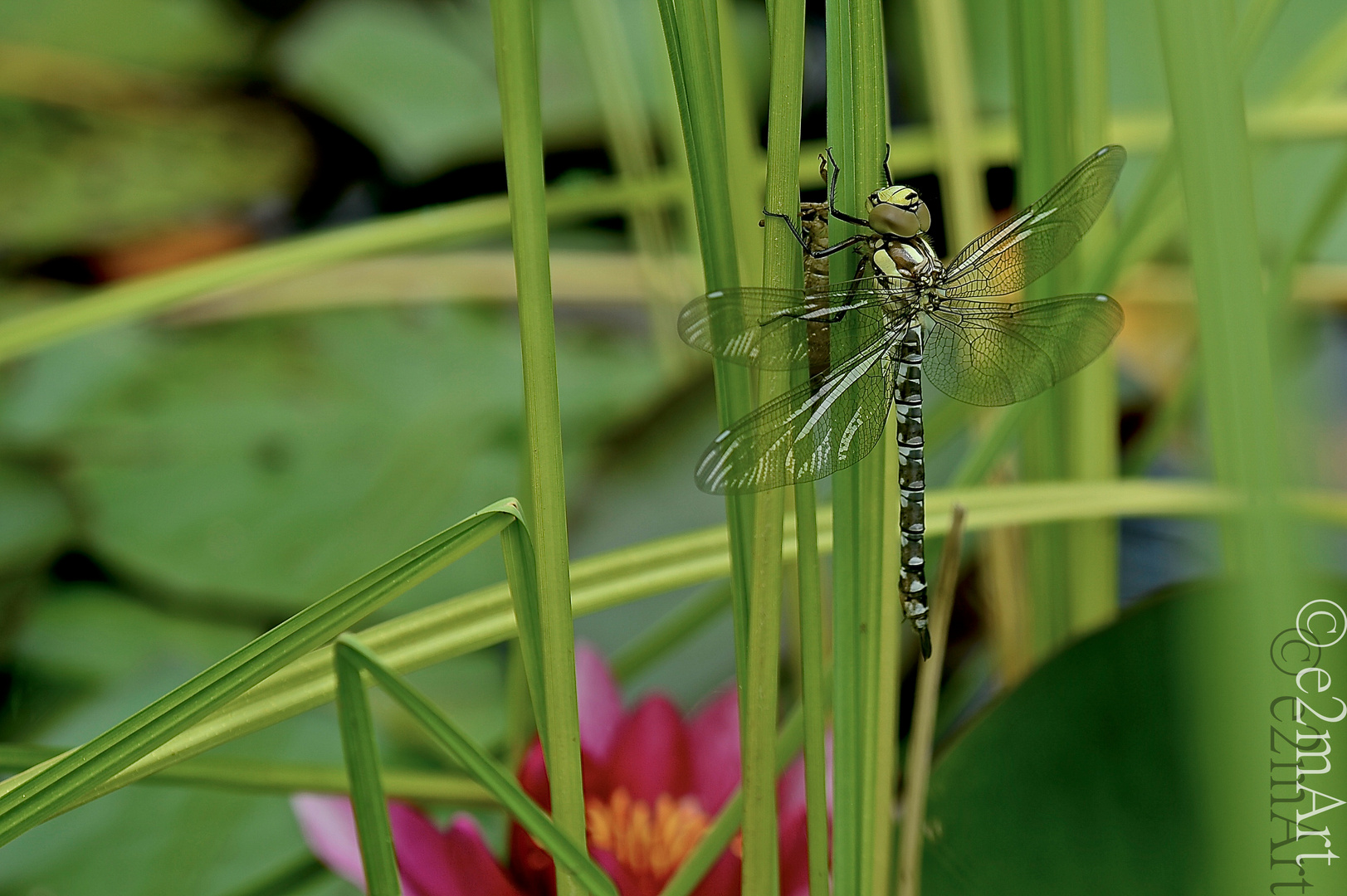 Libelle nach Schlupf