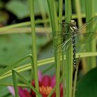 Libelle nach Schlupf