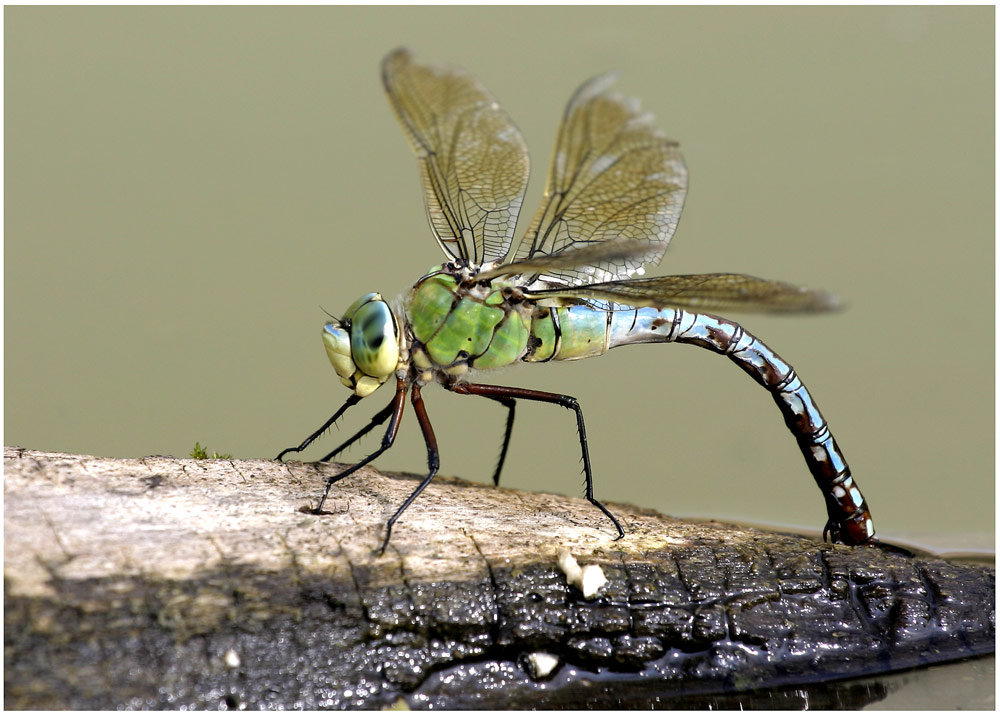 Libelle - Name des Models: Anax Imperator