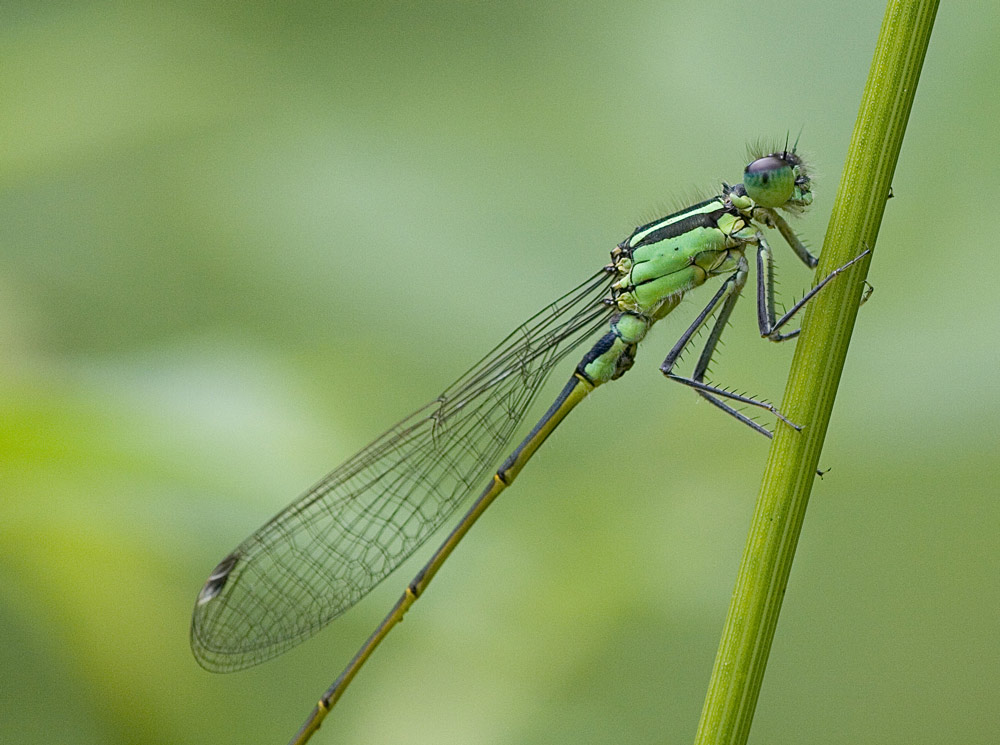 Libelle Name unbekannt