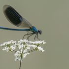 Libelle, neu, 2 Flugminuten, Bj. 2019 