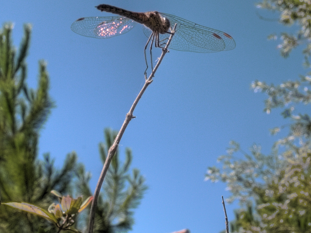 Libelle (nicht mittig)