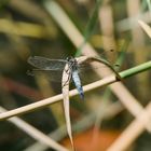 Libelle Niederwaldsee Zwingenberg 1 2020