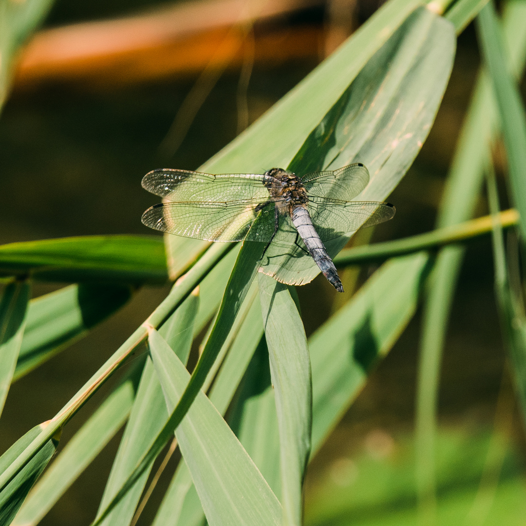 Libelle Niederwaldsee Zwingenberg 4 2020