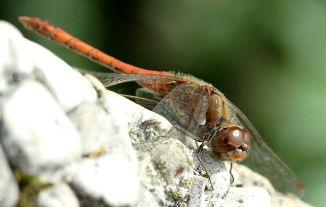 Libelle nimmt ein Sonnenbad