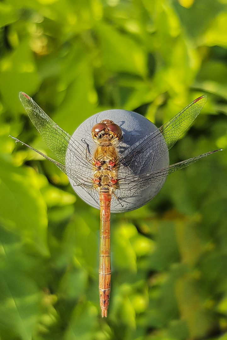 Libelle nimmt ein Sonnenbad