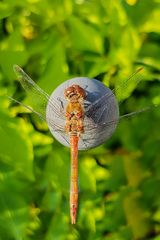 Libelle nimmt ein Sonnenbad