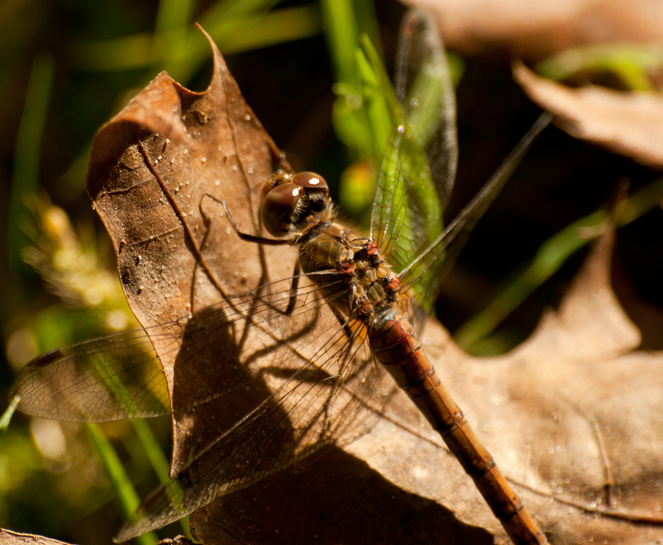 Libelle nimmt Sonnenbad