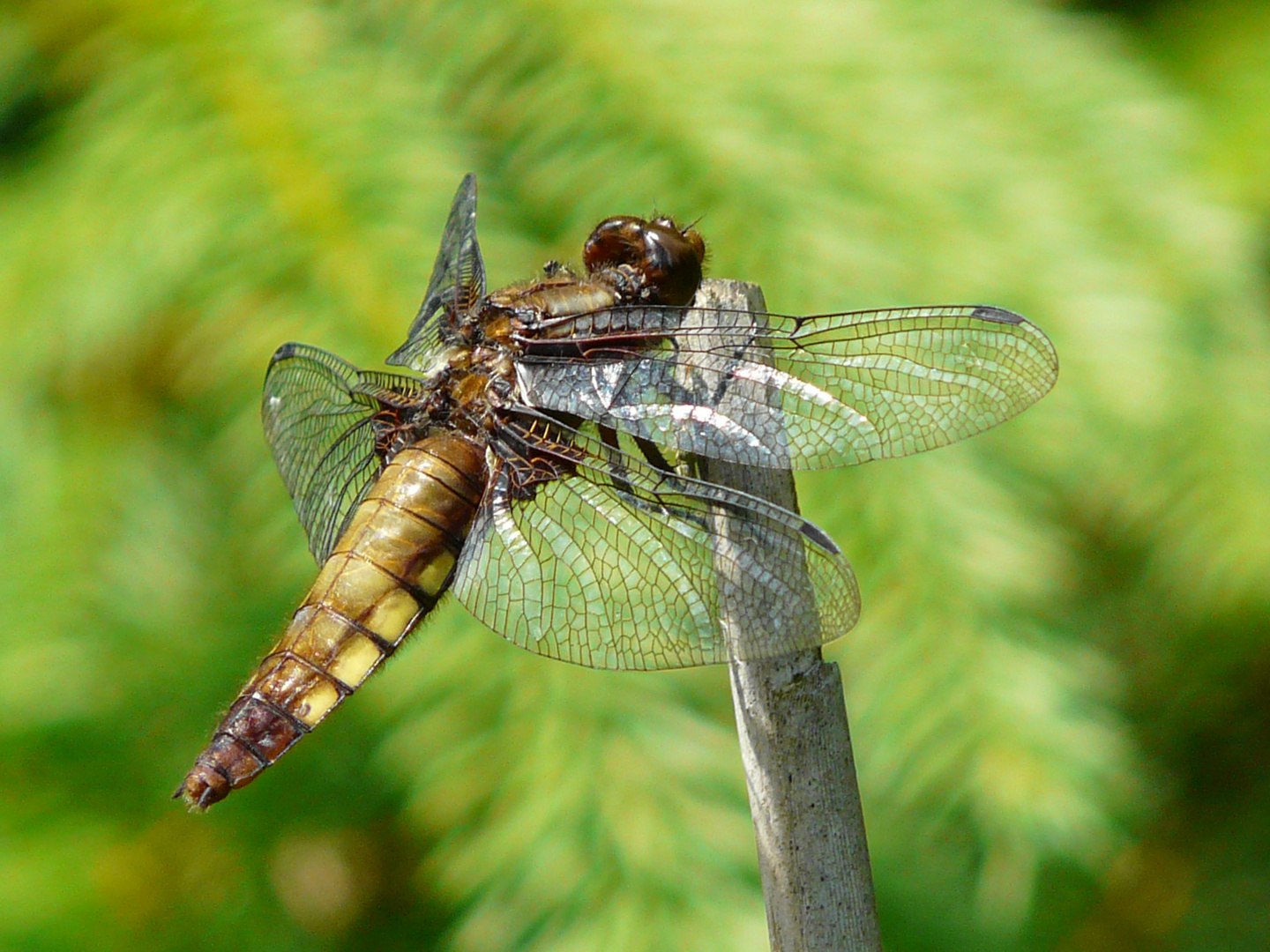 Libelle NO-NA4