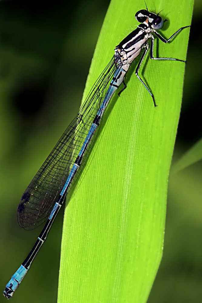 Libelle No.1 für 2006