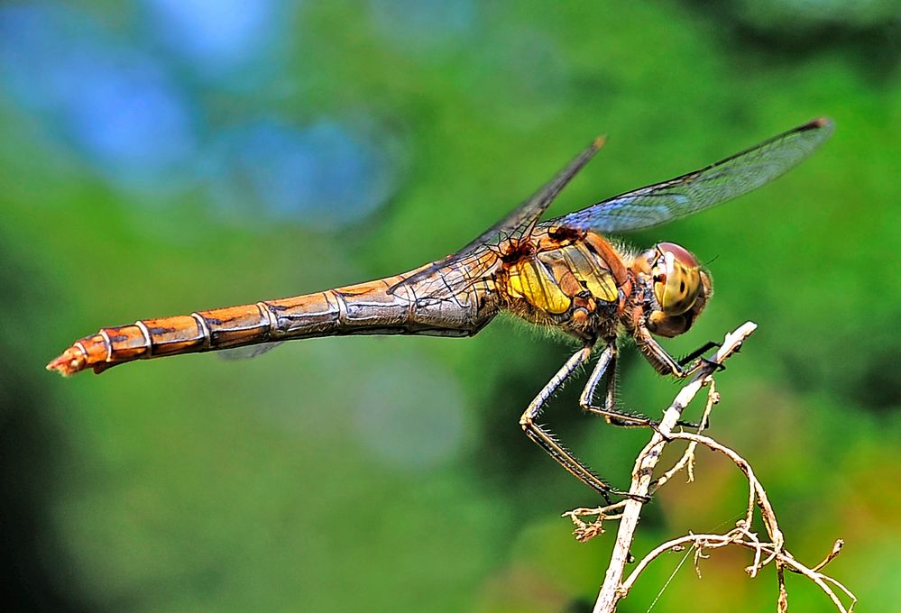 Libelle... noch eine