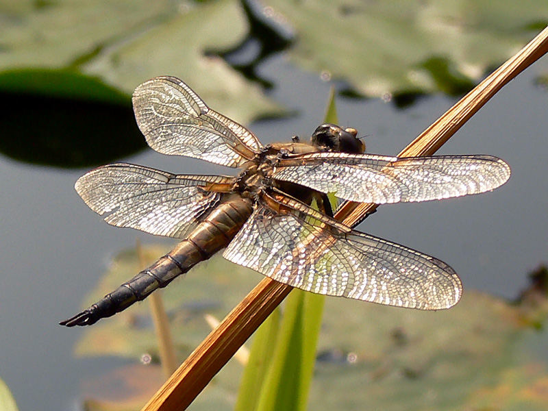 Libelle Nr. 2