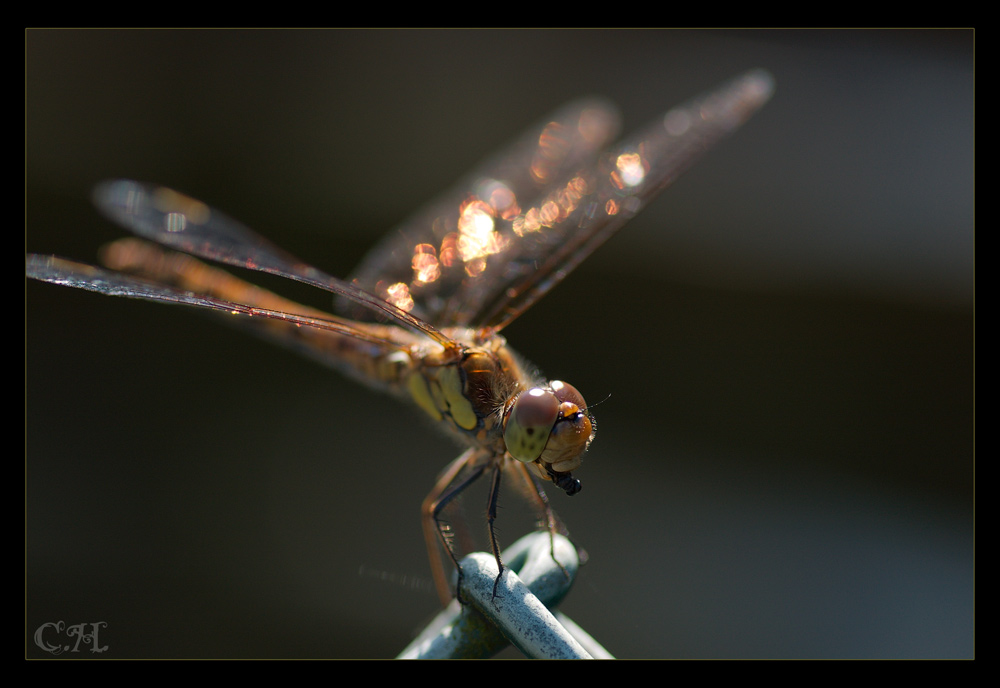 Libelle Nr. 2