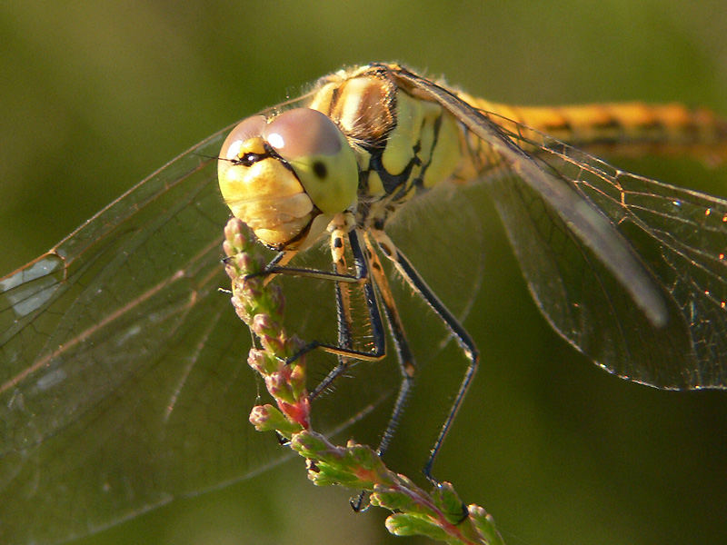 Libelle Nr. 3