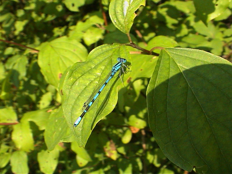 Libelle Nr.3