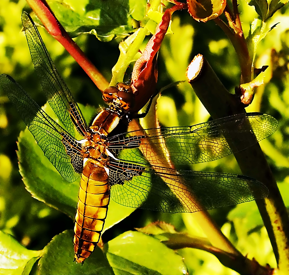 Libelle, nur was für eine?