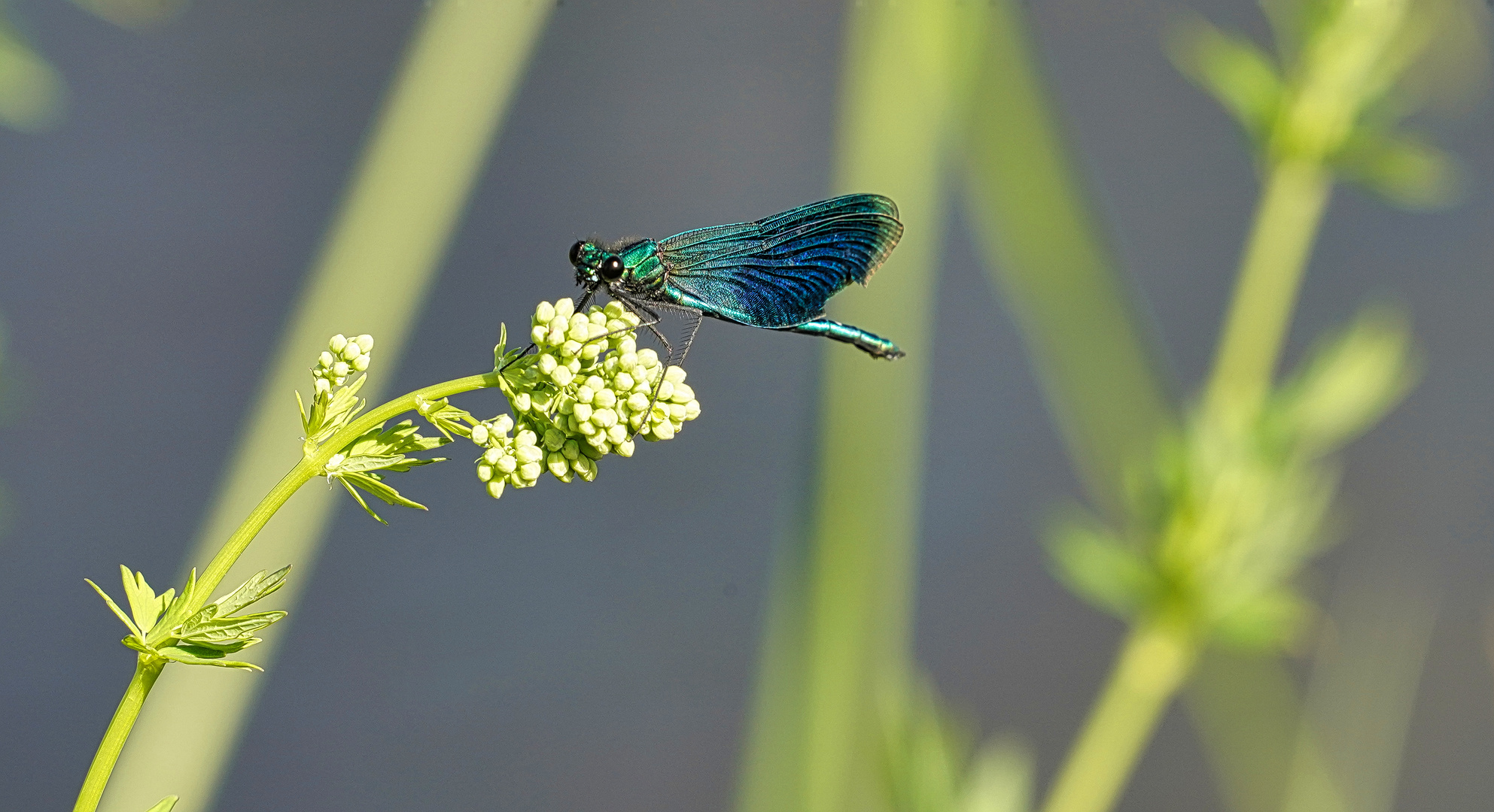 Libelle, ob 1-oder2-oder ....