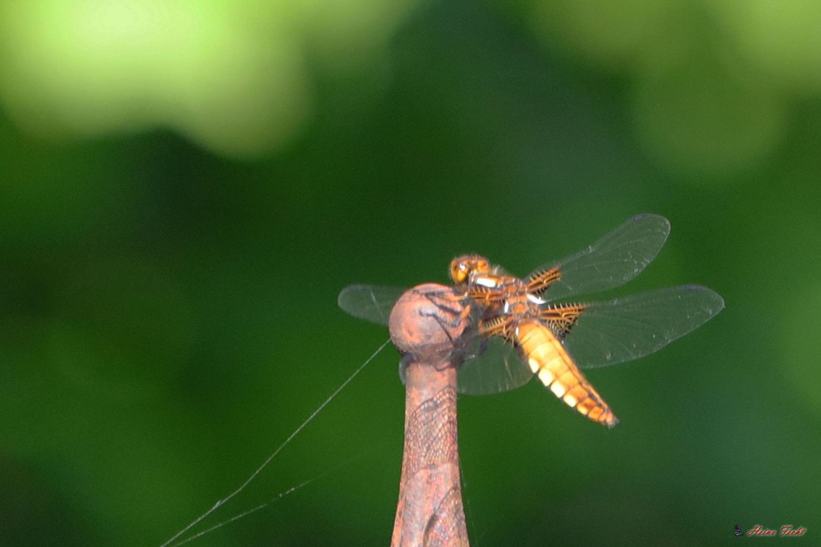 Libelle oder auch Dragonfly