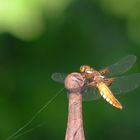 Libelle oder auch Dragonfly