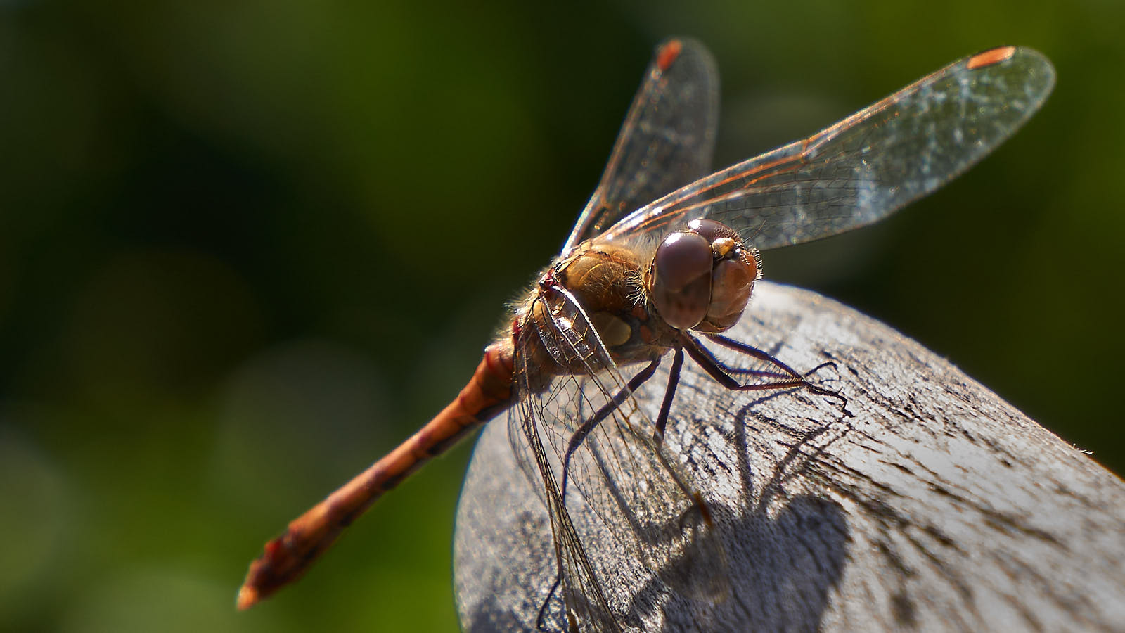 Libelle oder Flugmaschine aus star wars ?