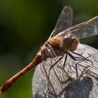 Libelle oder Flugmaschine aus star wars ?