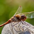 Libelle oder Flugmaschine aus star wars ?