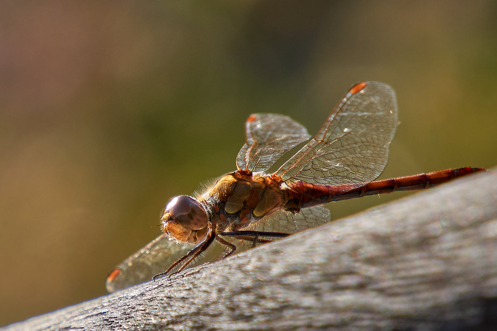 Libelle oder Flugmaschine aus star wars ?