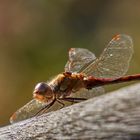 Libelle oder Flugmaschine aus star wars ?