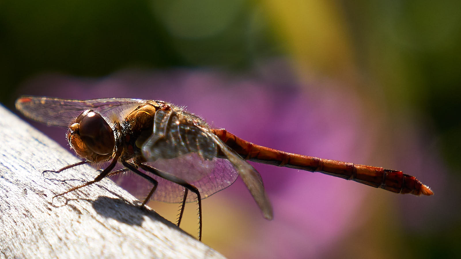 Libelle oder Flugmaschine aus star wars ?