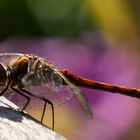 Libelle oder Flugmaschine aus star wars ?