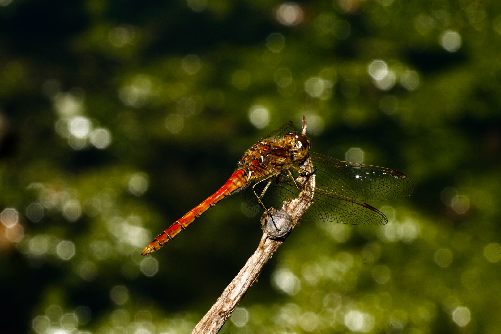 Libelle, oder meine ersten Makro-Gehversuche