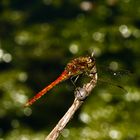 Libelle, oder meine ersten Makro-Gehversuche