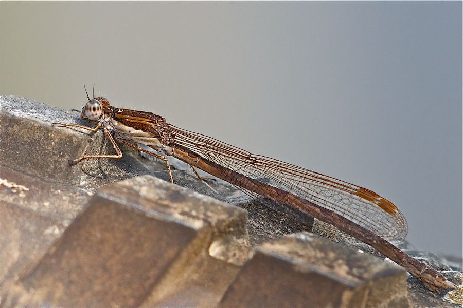 Libelle... oder tierische "Wegfahrsperre"?