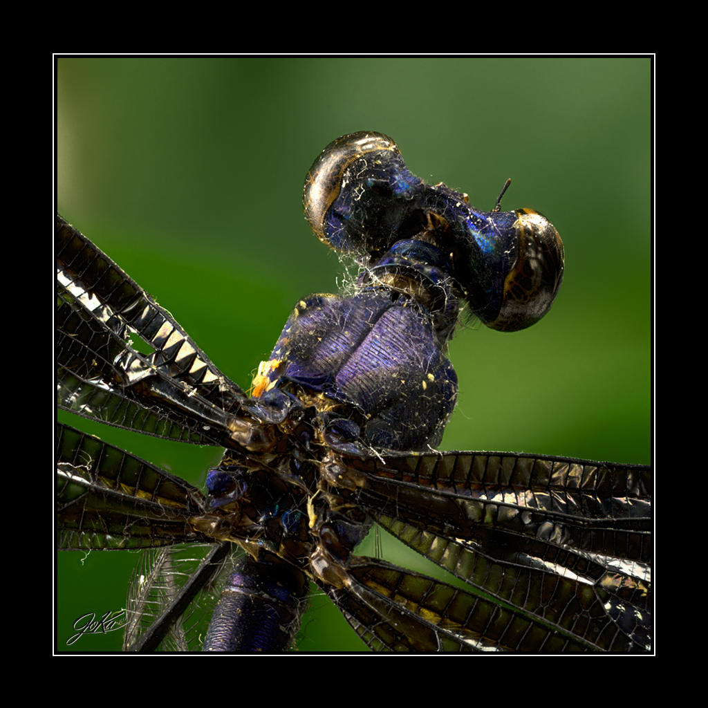Libelle (Odonata) #2450