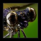 Libelle (Odonata) #2451