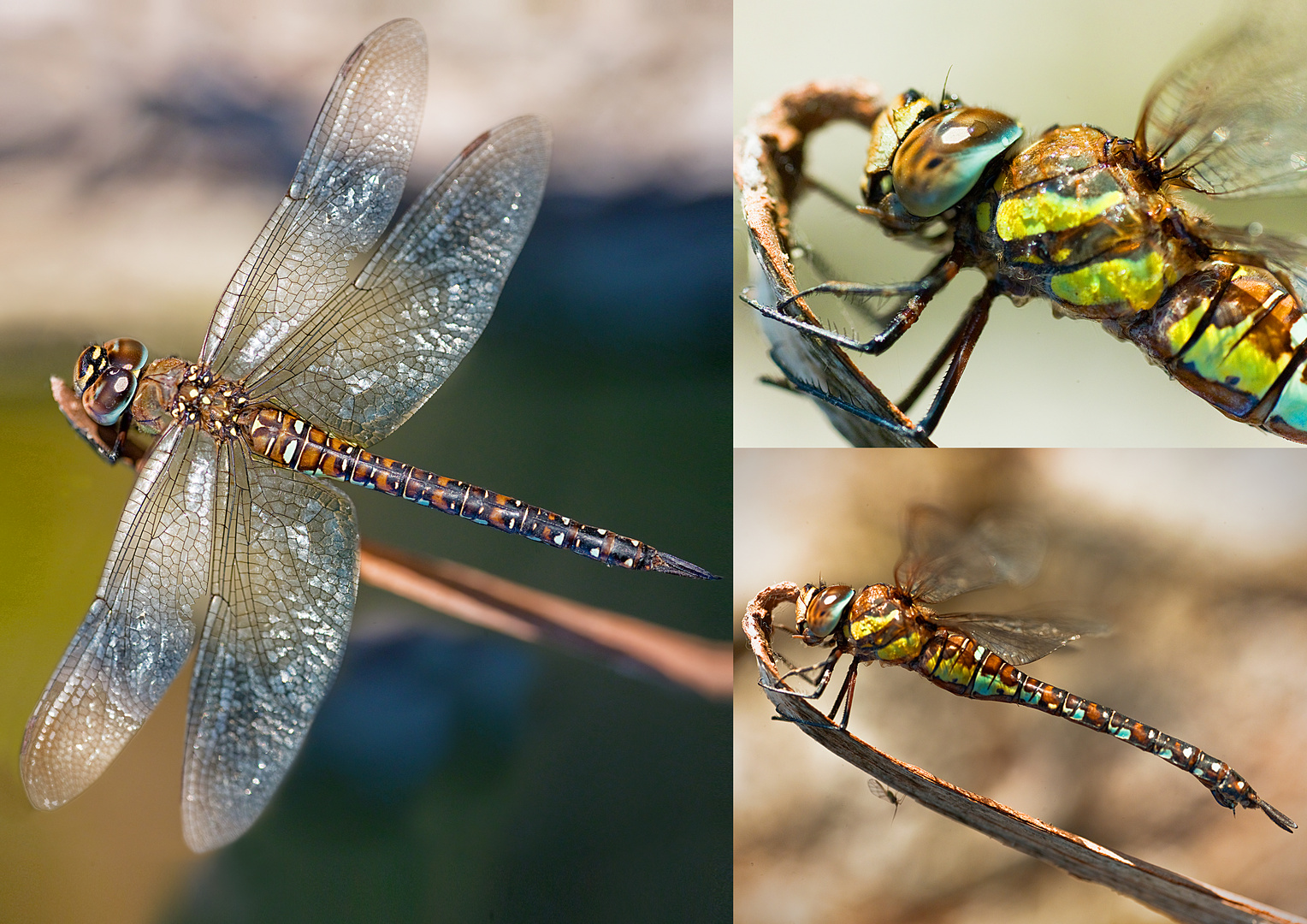 Libelle - Odonata