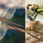 Libelle - Odonata