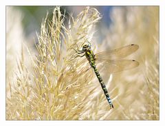 Libelle (Odonata)