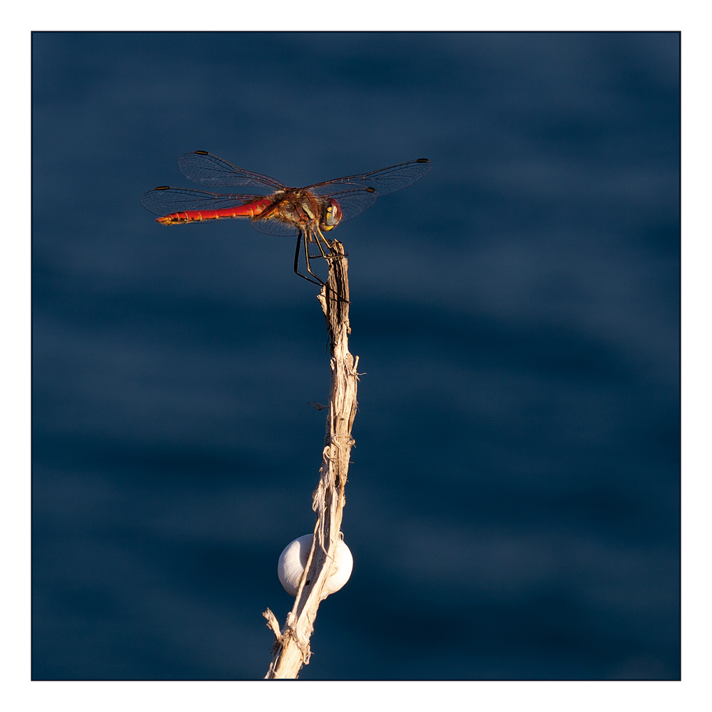 libelle (odonata)