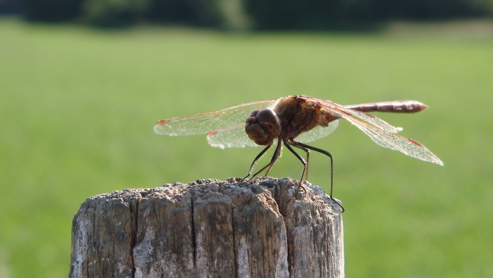 Libelle (Odonata)