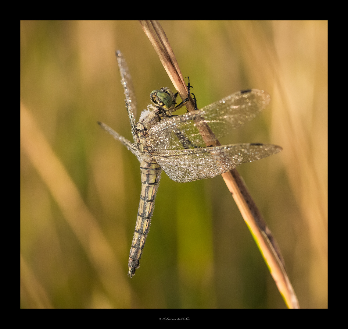 Libelle (Odonata)