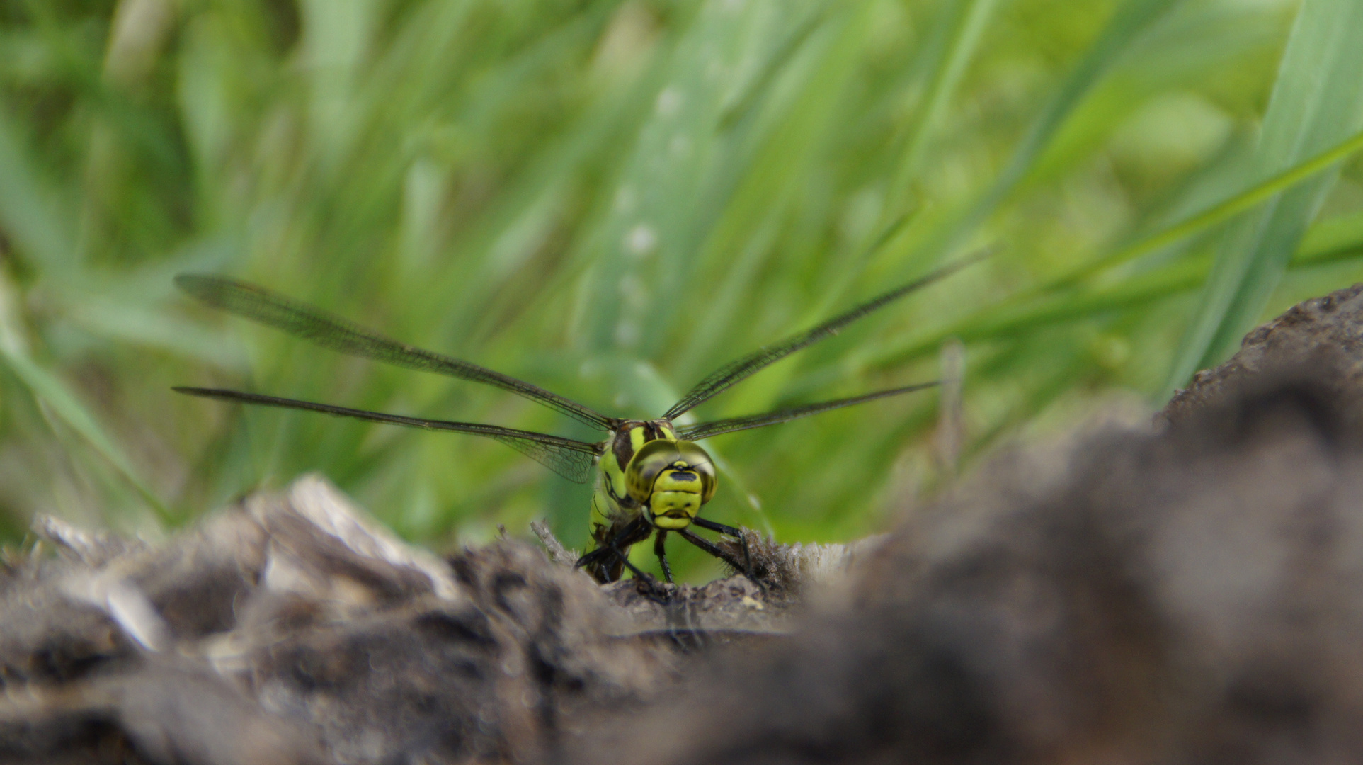 libelle ohne gewähr