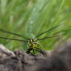 libelle ohne gewähr