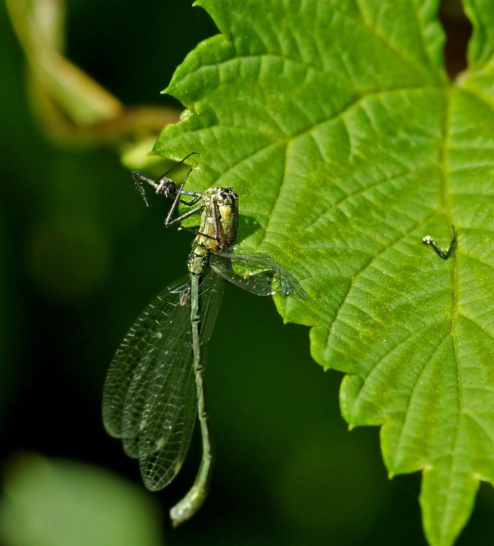 Libelle ohne Kopf