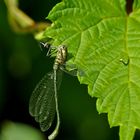 Libelle ohne Kopf